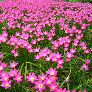 四季种植风雨兰种球庭院花卉种子易活种球喜阴韭兰韭菜兰葱兰种根