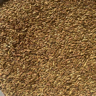 紫穗槐种子洋槐树籽边坡绿化槐树棉槐棉条穗花槐护坡固土灌木种子