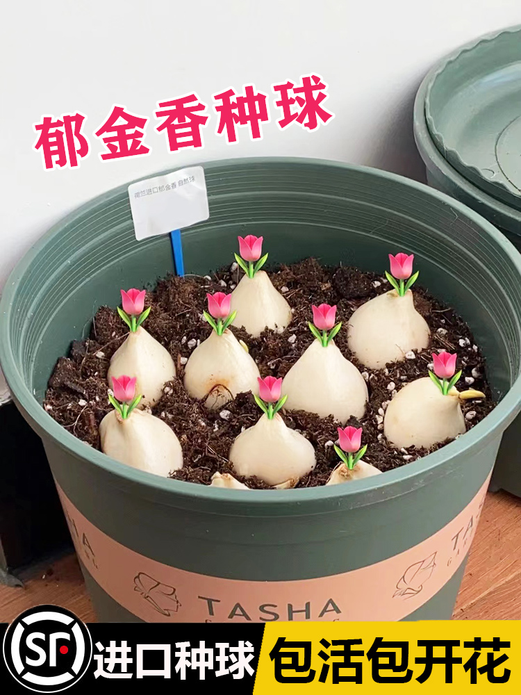 郁金香种球盆栽花卉重瓣大荷兰四季花草易活阳台水培郁金香花种子