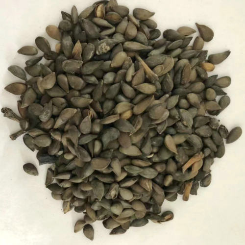 苹果梨树种子杜梨木瓜海棠籽