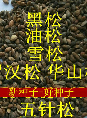 黑松种子嫁接五针松油松雪松马尾松籽罗汉松湿地松落叶松白皮松树