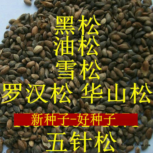 黑松种子罗汉松籽马尾松树种