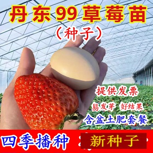 丹东99草莓种子四季 盆栽食用奶油草莓种籽子南北方种植水果蔬菜籽