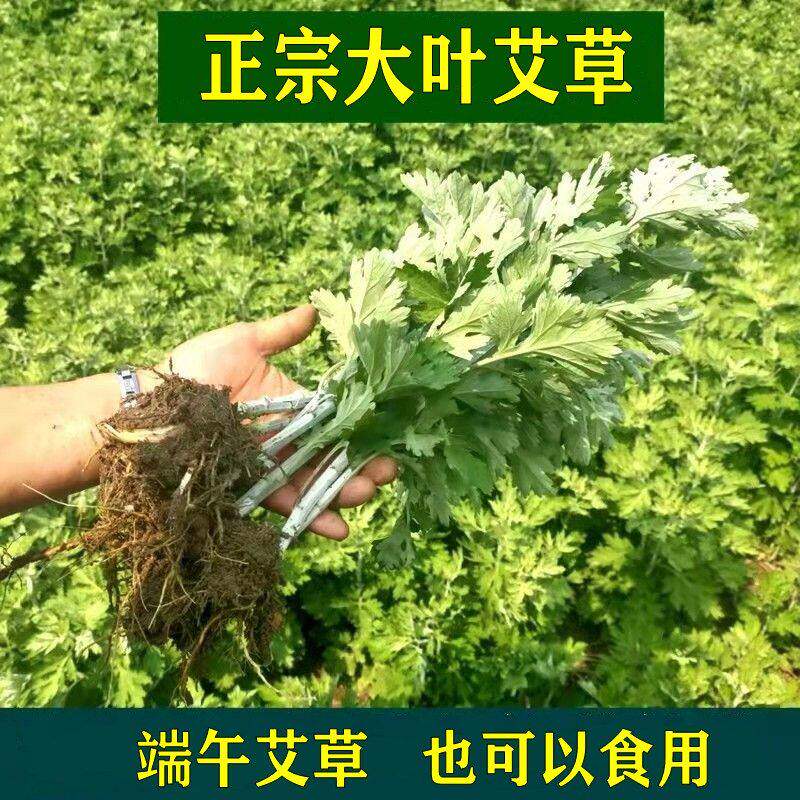 艾草种根种苗种植药食用艾草艾蒿种子籽大叶艾草根艾叶驱蚊虫植物