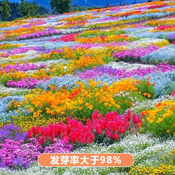 耐寒花种多年生野花组合种子快速