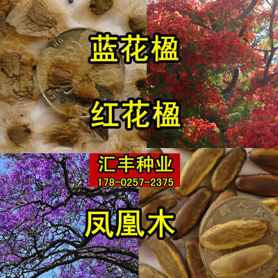 新采蓝花楹种子 蓝雾树 红花楹树种 凤凰木种子火凤凰 金凤花