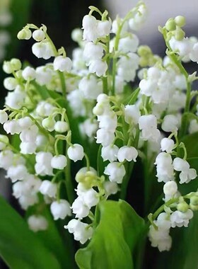 铃兰花苗盆栽浓香卉带芽绿植