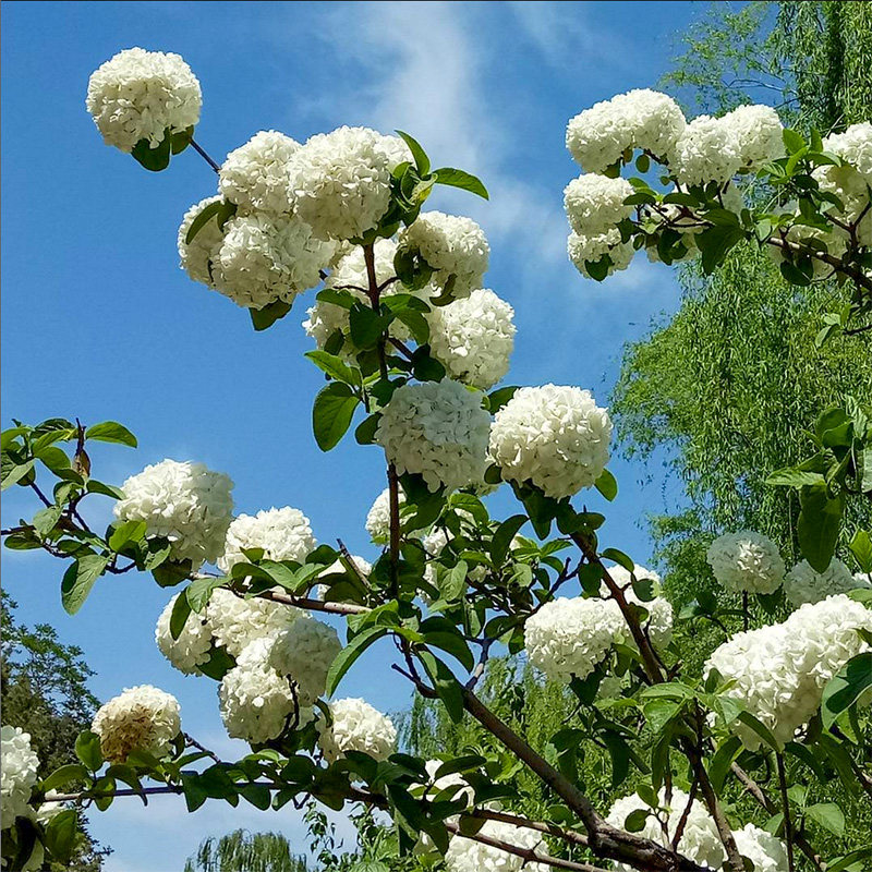 中华木绣球种子花种籽图片