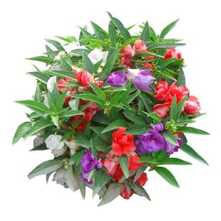 凤仙花种子重瓣茶花阳台盆栽室内学生实验四季易种花草指甲花种籽