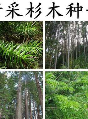 速生杉木种子柳杉云杉冷杉落羽杉四川刺杉家杉南洋池杉水杉沙树籽