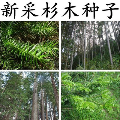 速生杉木种子柳杉云杉落羽杉四川