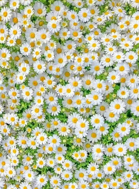 洋甘菊种子四季植物花草易活室内外盆栽花卉白晶菊小雏菊花种籽子