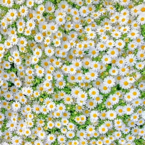 四季花卉室内外小雏种籽子洋甘菊