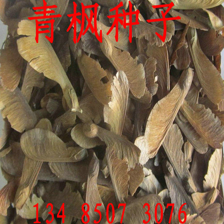 青枫种子青枫树种子槭科植物种子嫁接红枫种子大叶青枫种子