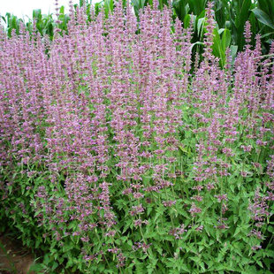 藿香种子四川藿香种籽可食用阳台四季庭院易种植盆栽