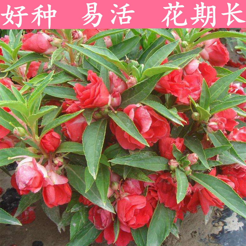 凤仙花种子一年生重瓣混色茶花指甲花庭院花卉盆栽四季种花种籽子
