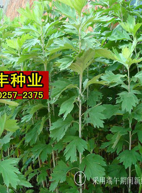 艾草种子种植大叶食用艾草种籽野生艾蒿种孑艾灸端午节泡脚青蒿种