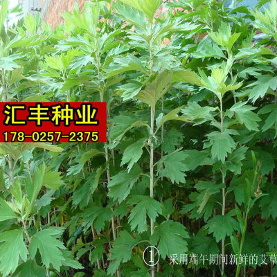 艾草种子种植大叶食用驱蚊青蒿