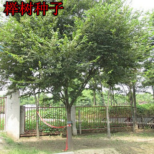 新收榉树种子 红榉树种子 小叶榉种子 血榉树种子 大叶榉树种子