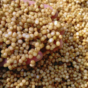 四川黄精种子鸡头黄精老虎姜鸡爪参爪子参玉竹高产不倒滇黄精种子