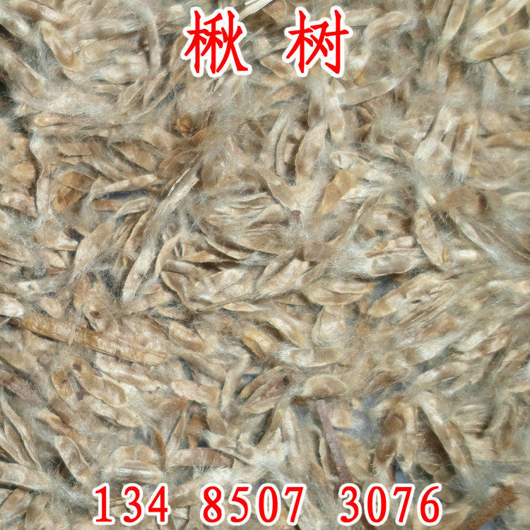 楸树种子梓树种子金丝楸种子臭梧桐种子黄花楸水桐楸河楸梓桐种籽