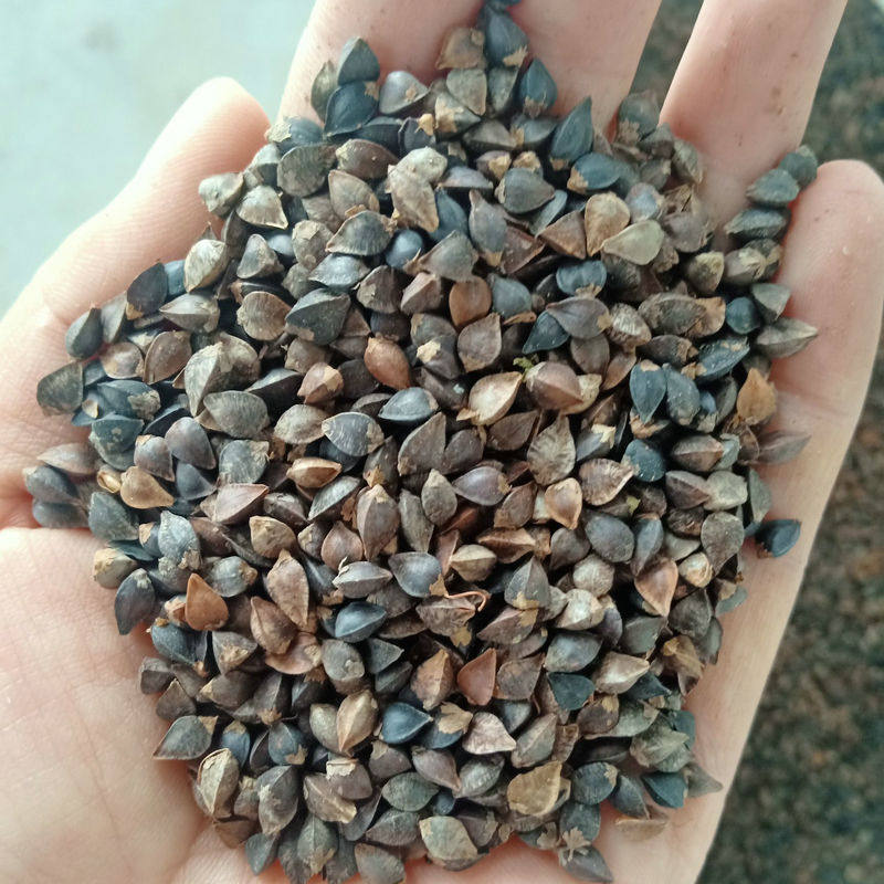 甜荞麦种子三角乔麦种籽黑苦荞麦蜜源植物易播种食用芽苗菜荞麦种