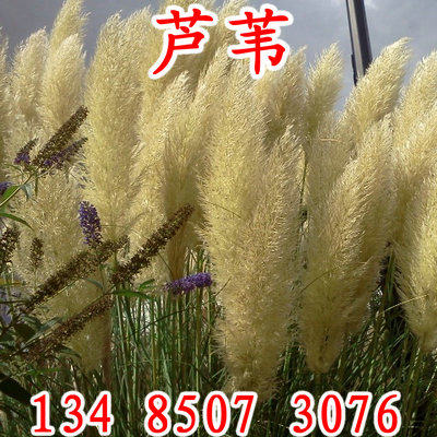 芦苇黄菖蒲香蒲千屈菜再力花种子蓝花鸢尾水葱水生植物美人蕉花籽