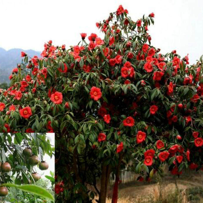 山茶花种子花卉花木林木油茶树种子盆栽山茶花树四季易种籽