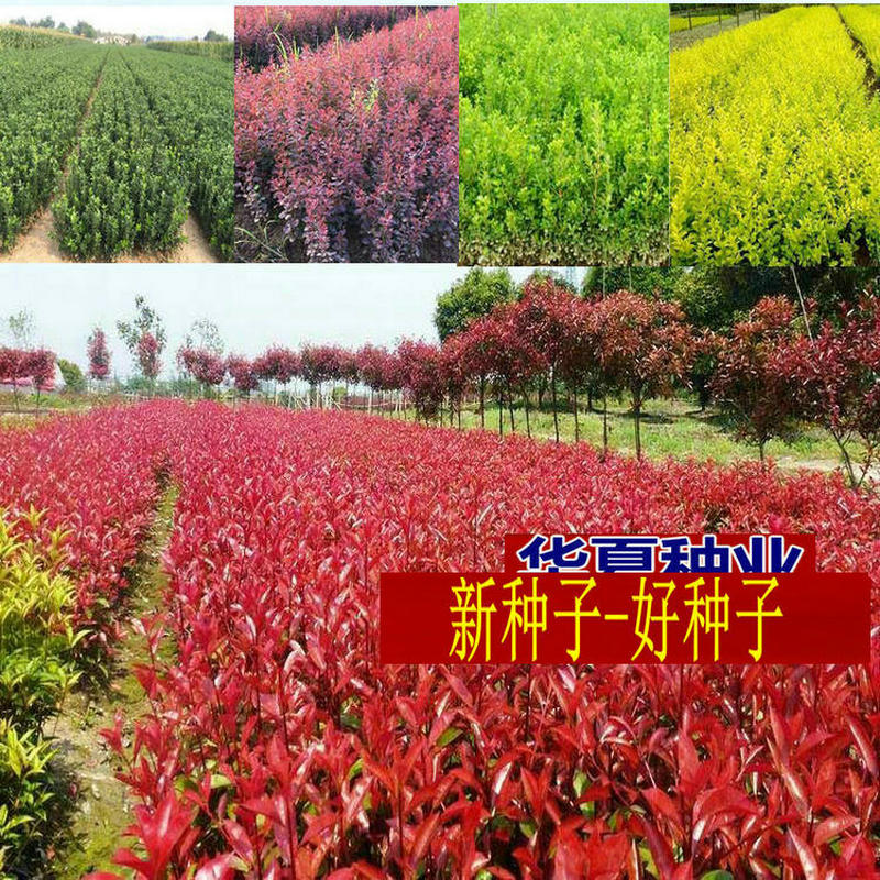 红叶石楠种子四季常青小叶女贞籽