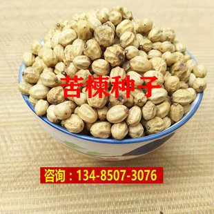 新采苦楝树种子 苦楝种子 楝树紫花树种子楝枣种子苦楝子种籽包邮