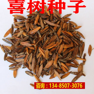 优质喜树种子 绿化苗木 保质保量 当年新采喜树种子 发芽率高