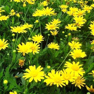 茼蒿菊种子 多年生宿根花种籽子 木春菊种子 玛格丽特花种子