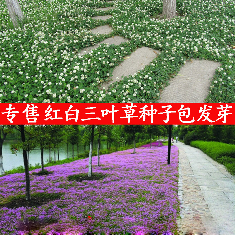 白三叶草种子红花绿化红三叶草籽进口四季青草坪牧草种子易活