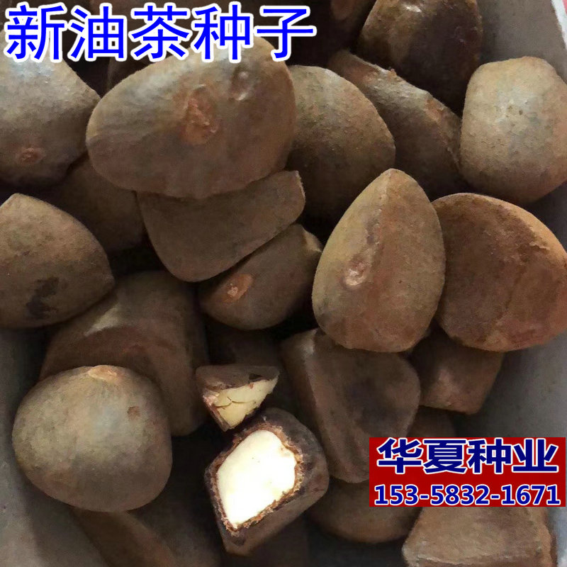 软枝大果白花榨油茶籽高产种子