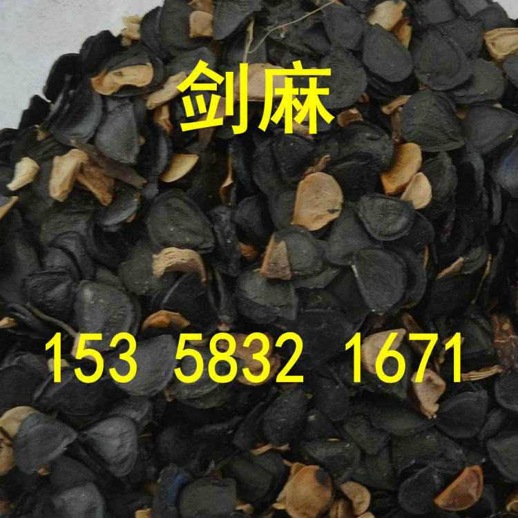剑麻种子菠萝花、厚叶丝兰、凤尾丝兰 龙舌兰种子