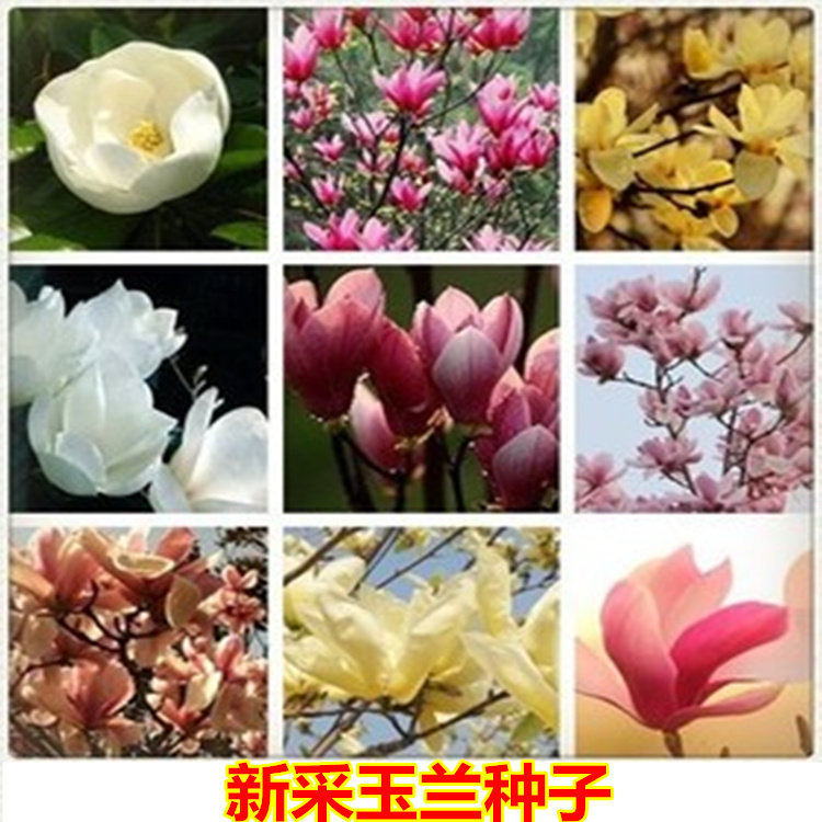 新采玉兰种子 红玉兰 白玉兰种子 广玉兰 黄玉兰紫玉兰花辛夷种籽