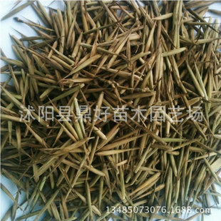大型毛竹种子 雷竹青竹楠竹刚竹四季竹苗 淡竹 食用冬竹笋种子