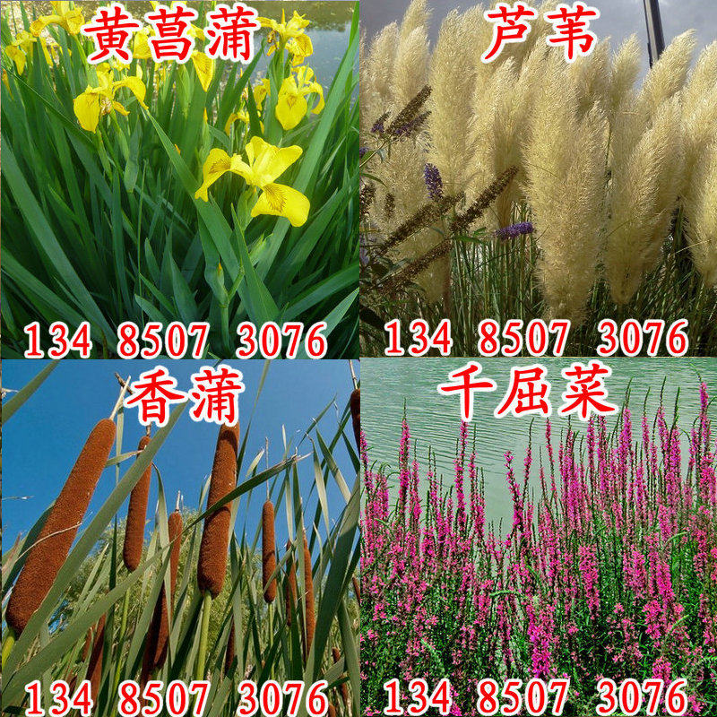 芦苇黄菖蒲香蒲千屈菜再力花种子鸢尾水葱睡莲水生草植物美人蕉籽
