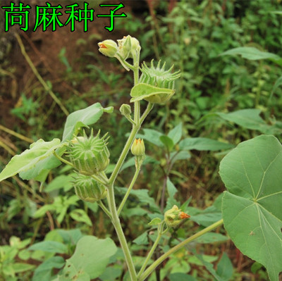 苘麻种子 又称椿麻、塘麻、青麻、白麻、车轮草种子 做麻绳用种籽