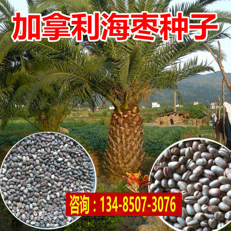加拿利海枣种子长叶刺葵槟榔