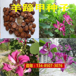 羊蹄甲种子 红花羊蹄甲种子 羊蹄甲树苗树种别名 洋紫荆