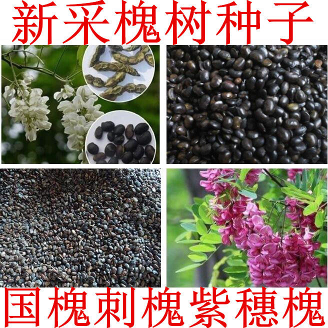 新采速生国槐树种子黄花槐红花槐刺槐种子洋槐籽紫穗槐棉刺槐树籽