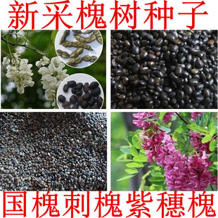 新采速生国槐树种子黄花槐红花槐刺槐种子洋槐籽紫穗槐棉刺槐树籽