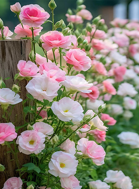 重瓣洋桔梗花种籽孑四季播种花草易活花卉植物庭院室内外花种籽子