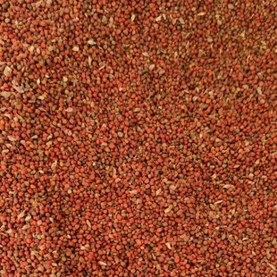 新采构树种子 杂交构树种子 构树苗 造纸树种 畜禽饲喂猪料树种