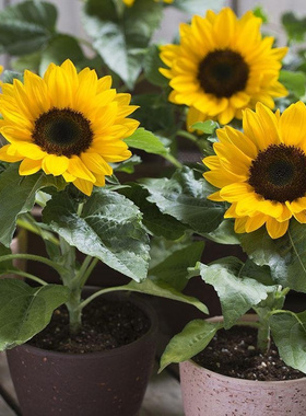 盆栽矮向日葵种子四季花卉阳台葵花种籽观赏观花耐热易活太阳花籽
