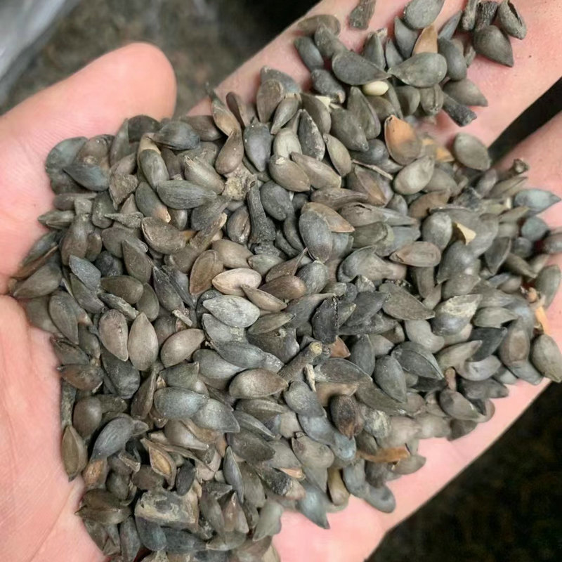 苹果种子树苗嫁接丁子甜茶茶籽