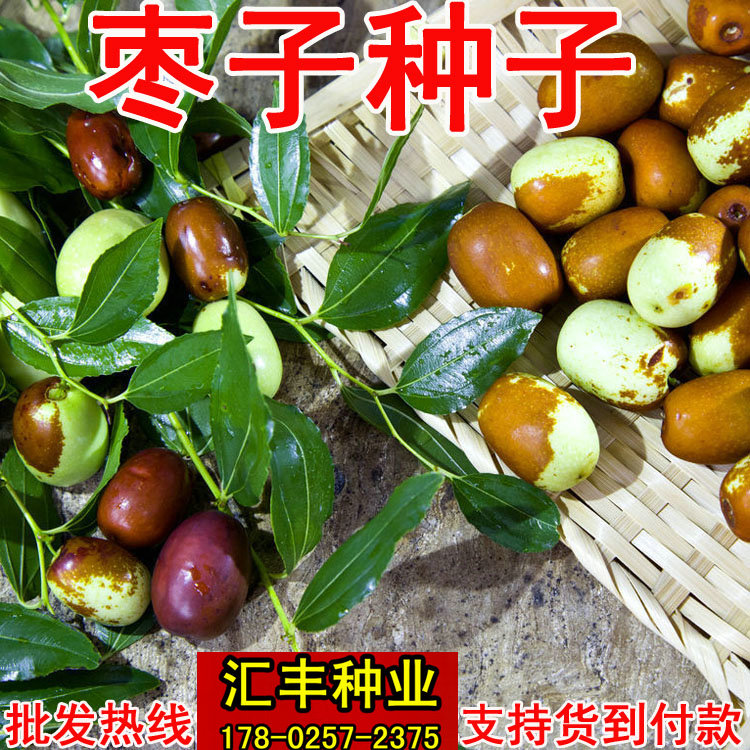 酸枣种子野树籽嫁接新疆