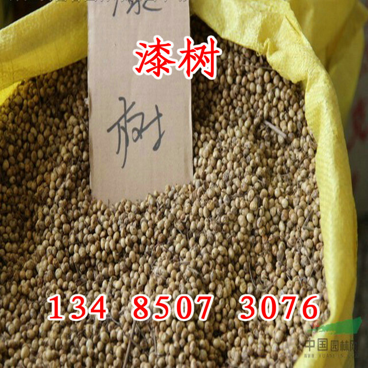 漆树种子木漆树木高产树籽野生