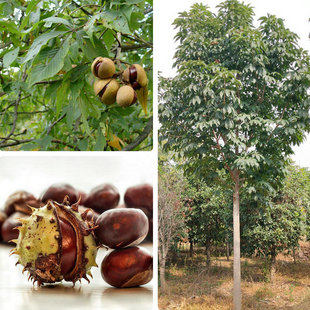 新鲜七叶树种子 梭椤树-天师栗-开心果-白红花七叶树种